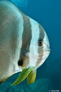 Platax orbicularis Ambiance-Mahe Lighthous cap ternay-14m-20190609-Denis-ADER-DSC_8022_tn